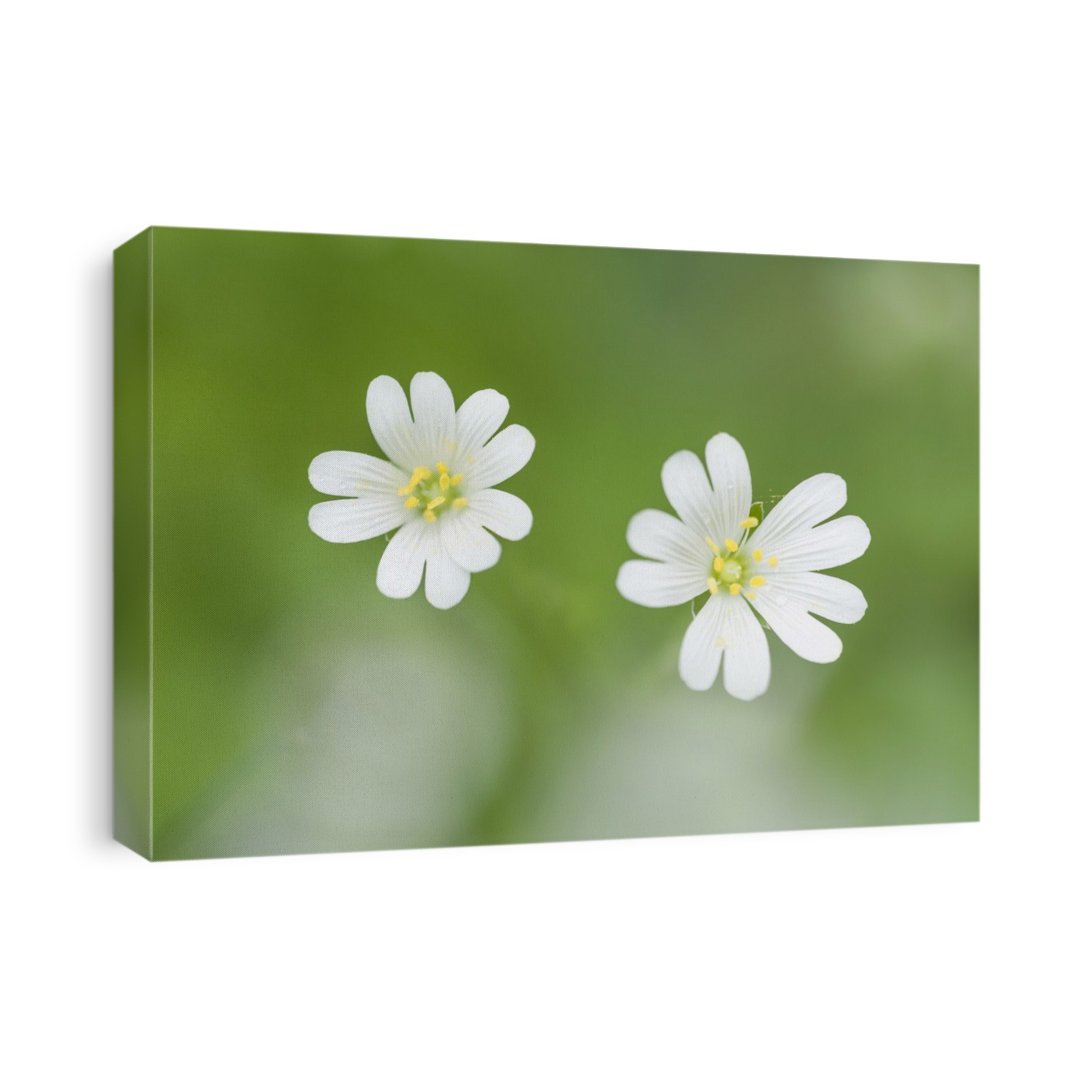 Greater Stitchwort flowers formerly Stellaria holostea also known as Addersmeat and Greater Starwort at East Harptree Wood in the Mendip Hills.