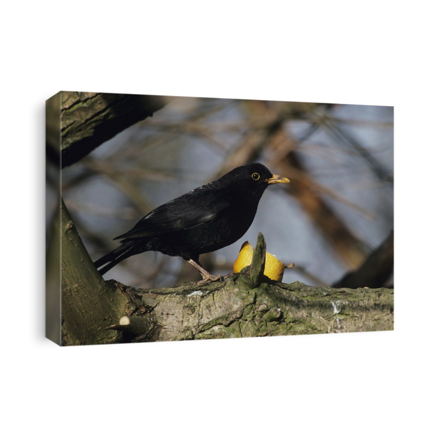 Male blackbird (Turdus merula) on a tree. Occupying much of Europe and parts of North Africa and Asia, the blackbird is one of the more common songbirds. They grow to 24 centimetres in length. The male has a far more vivid dark colour than the female.