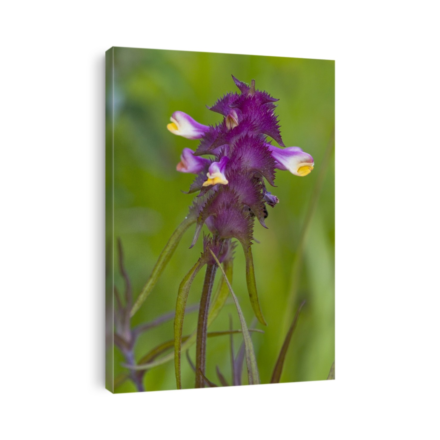 Crested cow-wheat (Melampyrum cristatum) in flower. Photographed in the UK.