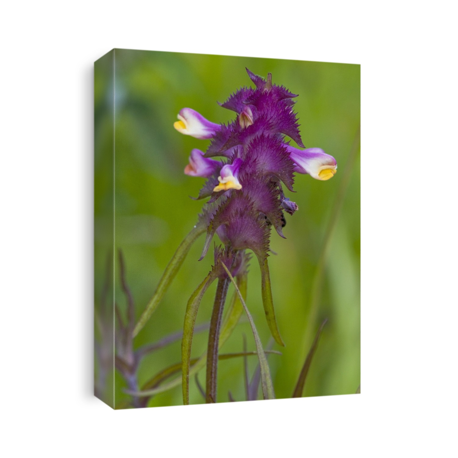 Crested cow-wheat (Melampyrum cristatum) in flower. Photographed in the UK.