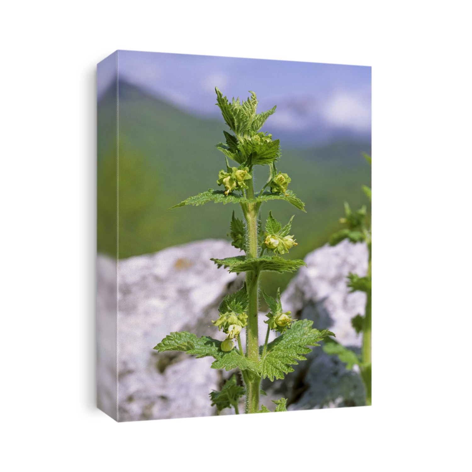 Green figwort flowers (Scrophularia umbrosa).