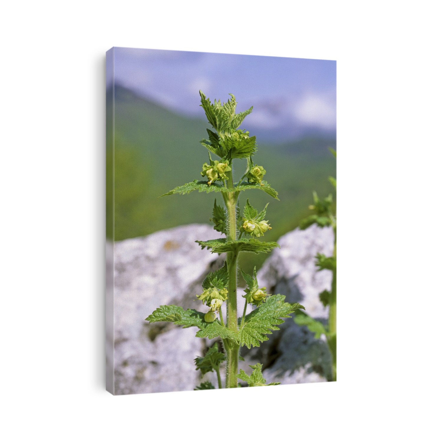 Green figwort flowers (Scrophularia umbrosa).