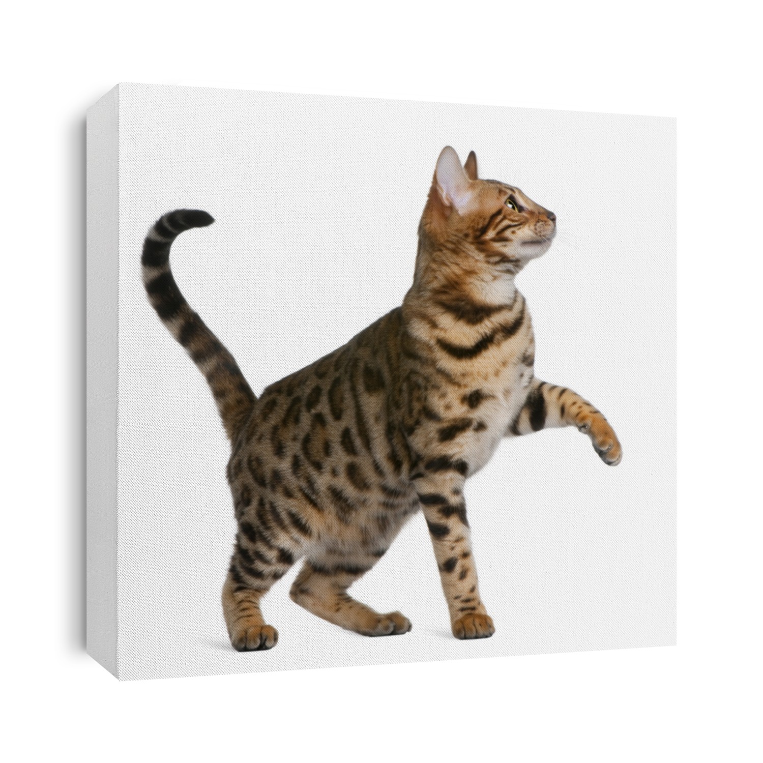 Bengal kitten (7 months) in front of a white background