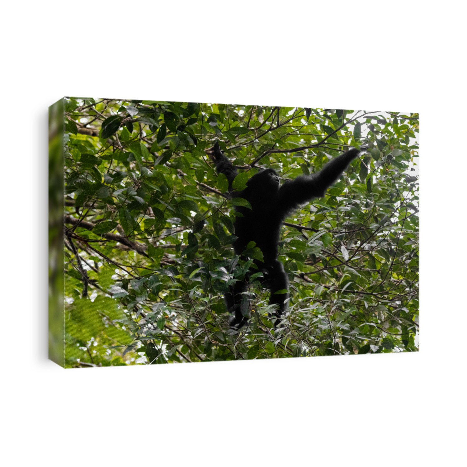 Siamang, the largest gibbon with black furs native to forests in Malaysia reaching out for berry to eat at Fraser's hill, Malaysia, South east Asia (Symphalangus syndactylus)