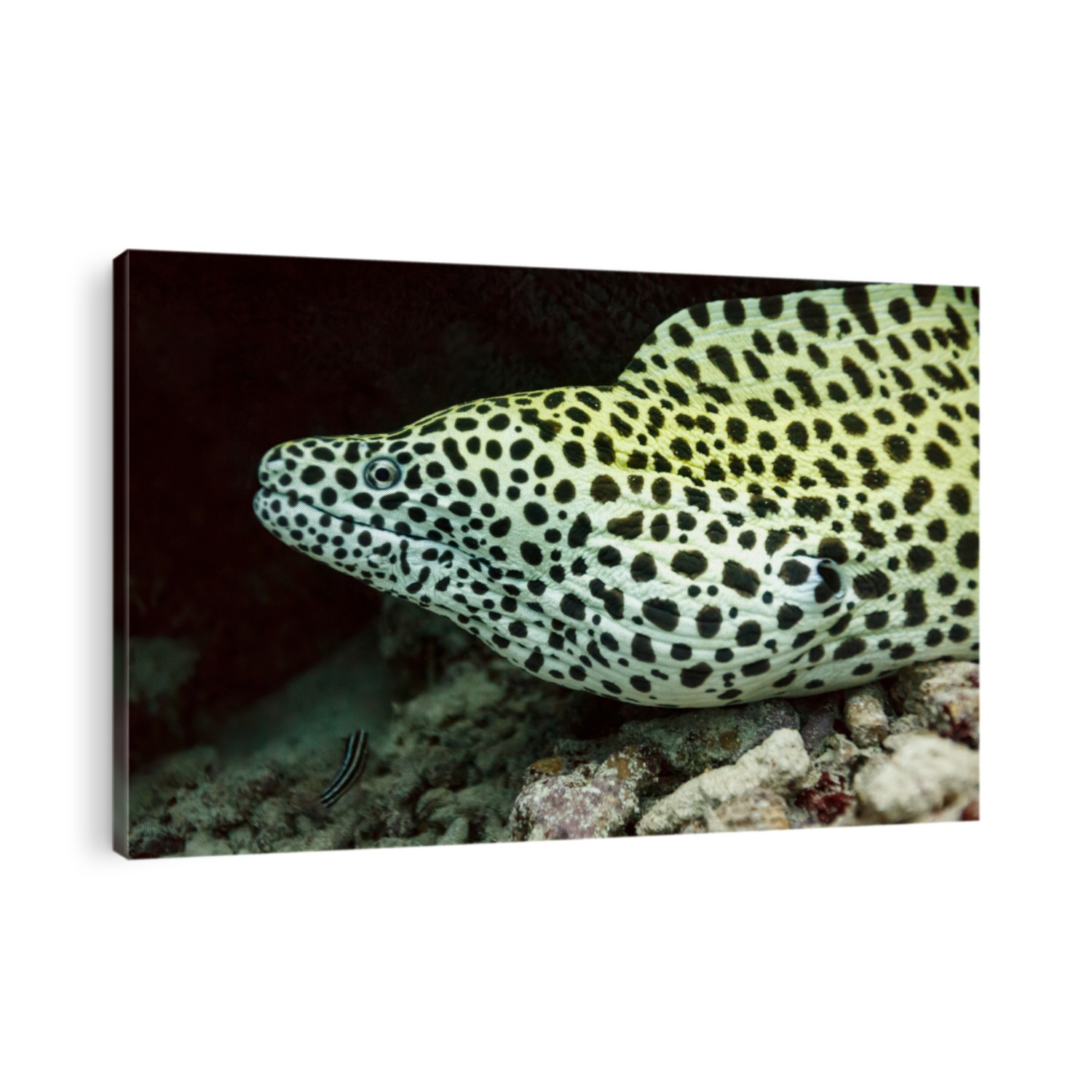 Close up of yellow spotted moray eel , Gymnothorax moringa, head on