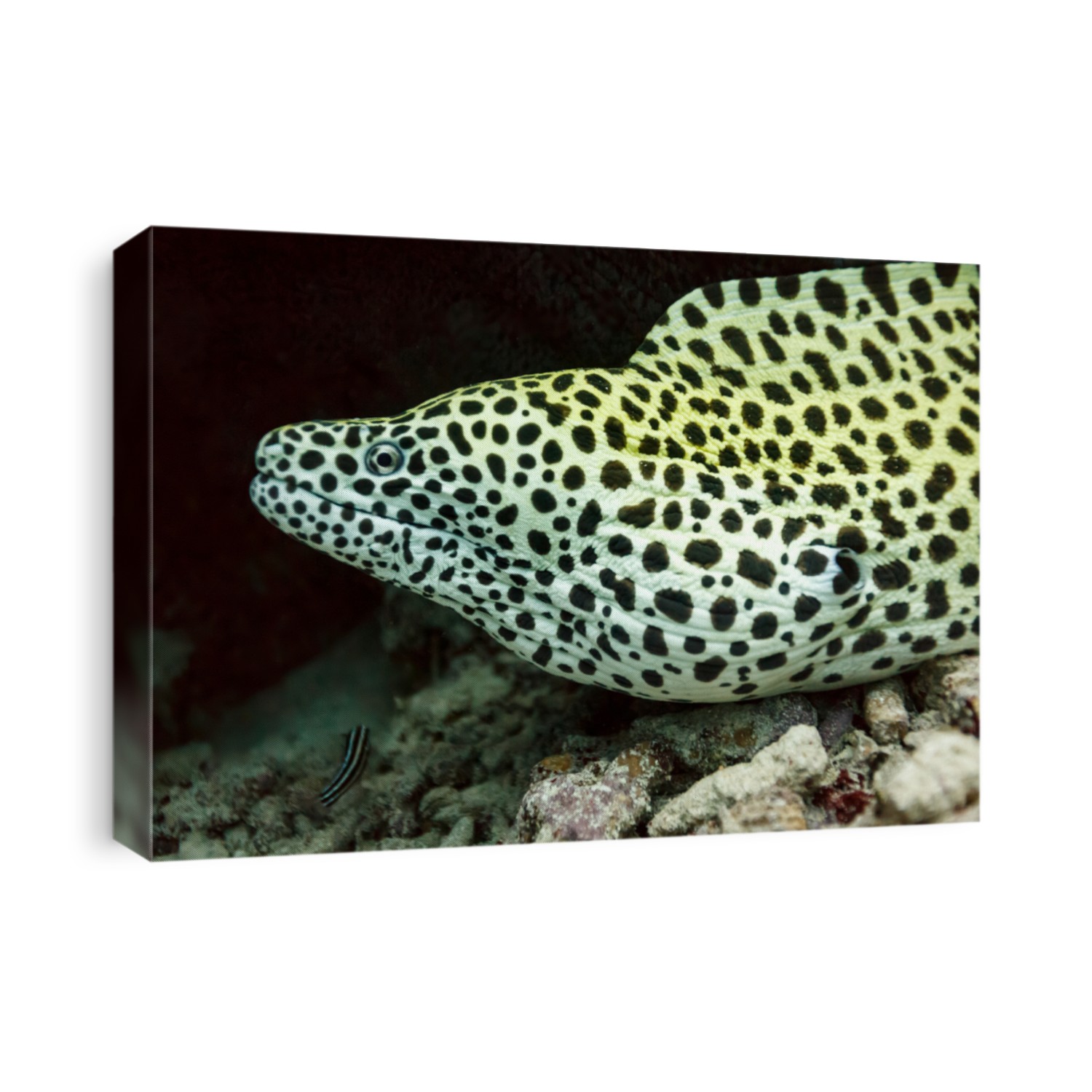 Close up of yellow spotted moray eel , Gymnothorax moringa, head on