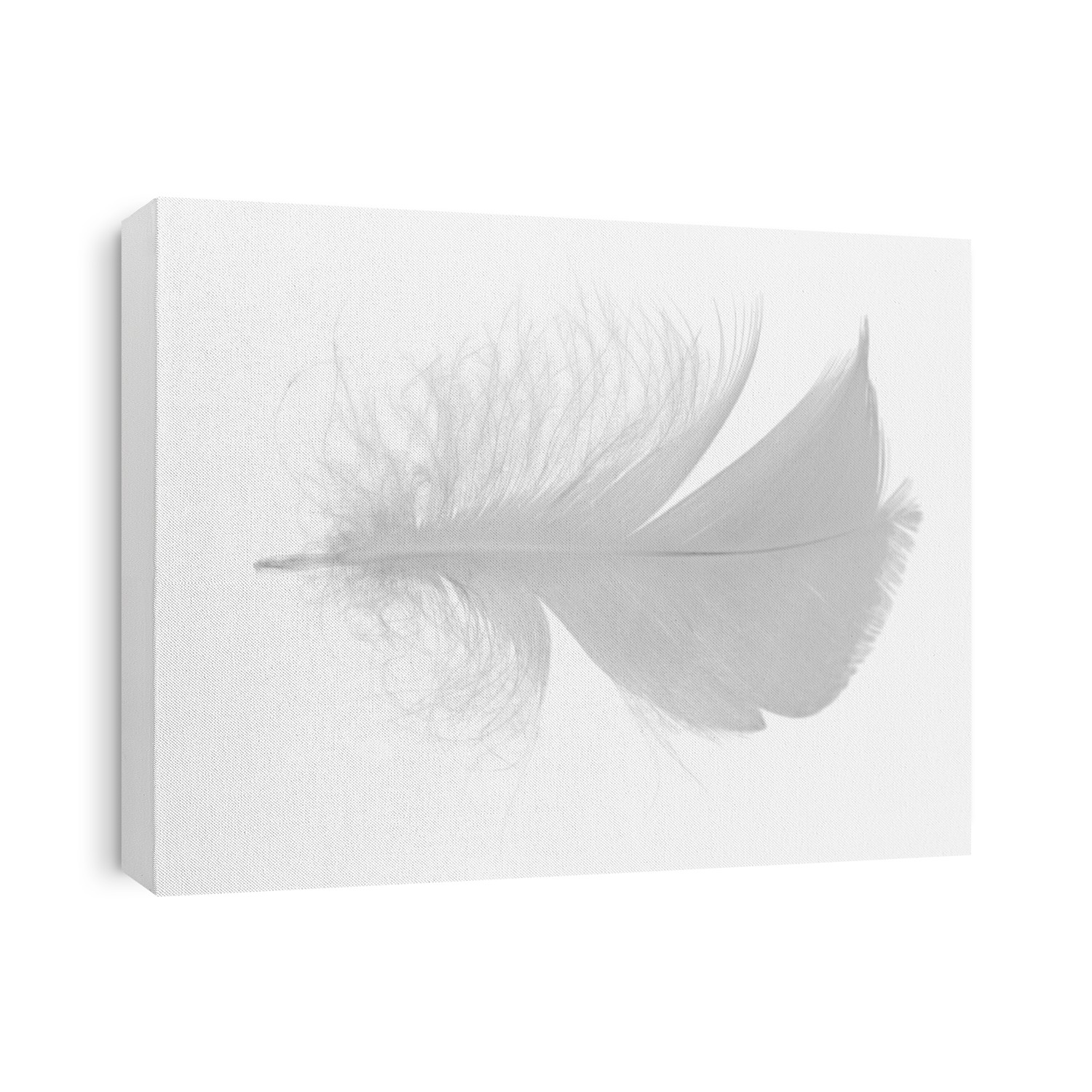 single grey feather isolated on white background