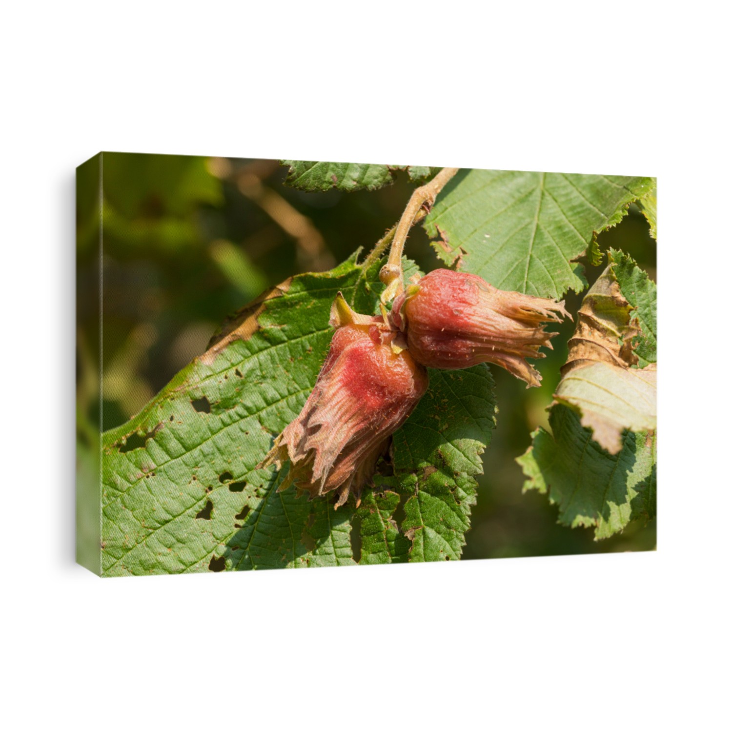 Hazelnuts, the fruits of Corylus maxima 'Purpurea‘, on the shrub, closeup