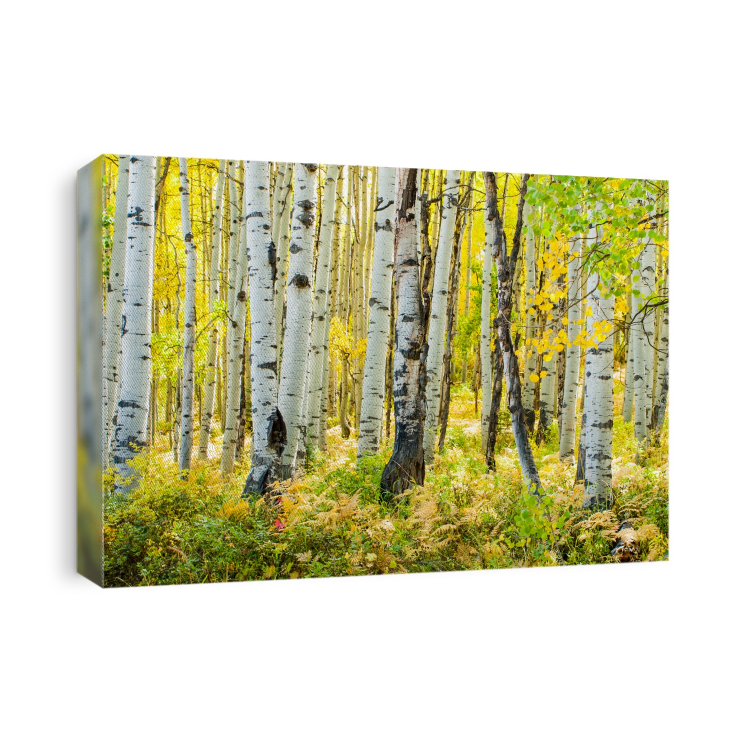 In the san juan range of the Colorado Rocky Mountains, autumn turns aspen trees a golden yellow that contrasts their white trunks.
