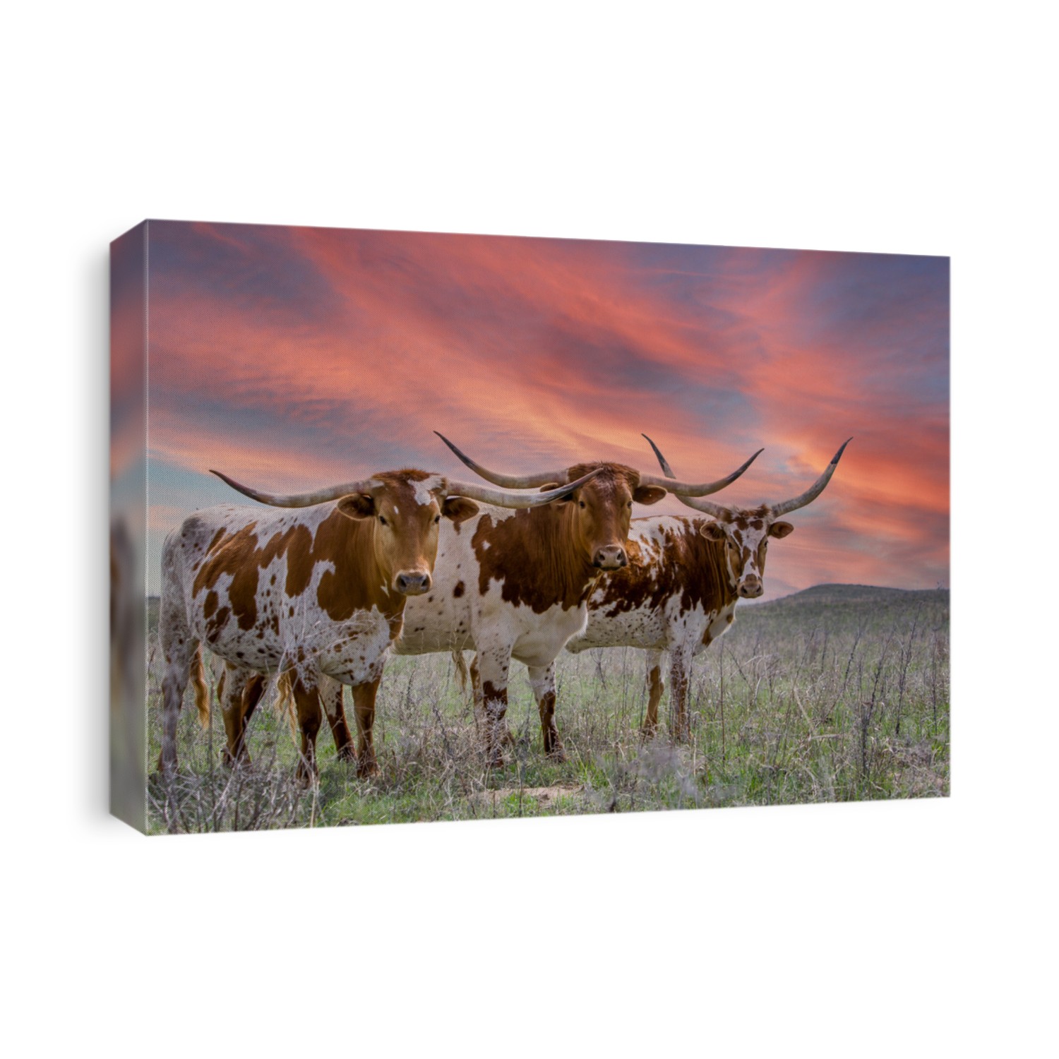 Texas longhorn cattle at sunset in a pasture in the Oklahoma panhandle.