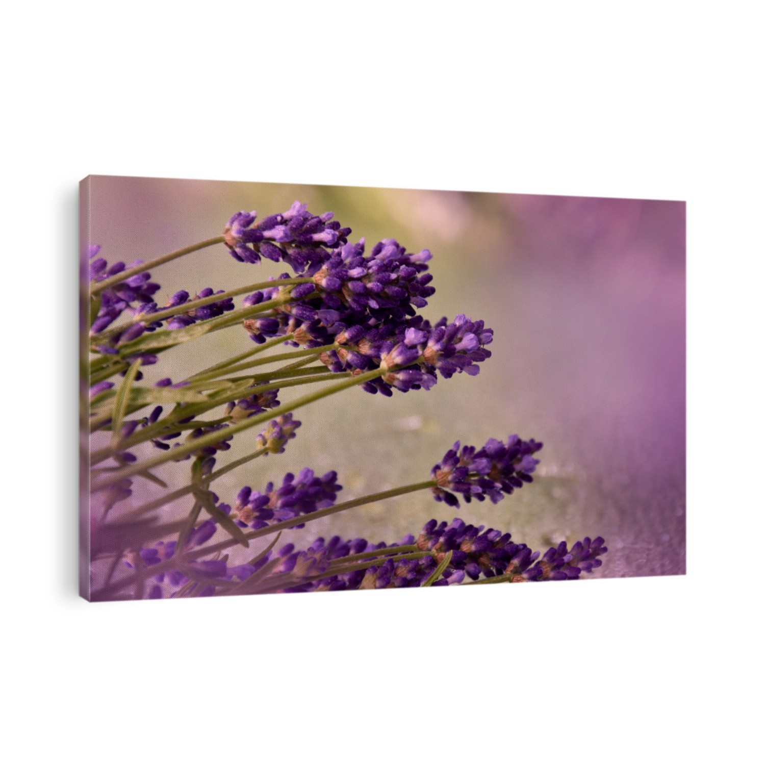 Beautiful fresh purple lavender plant detail stock images. Summer background with a bouquet of lavender. Flowerbed with fragrant lavender images. Provence floral decor background