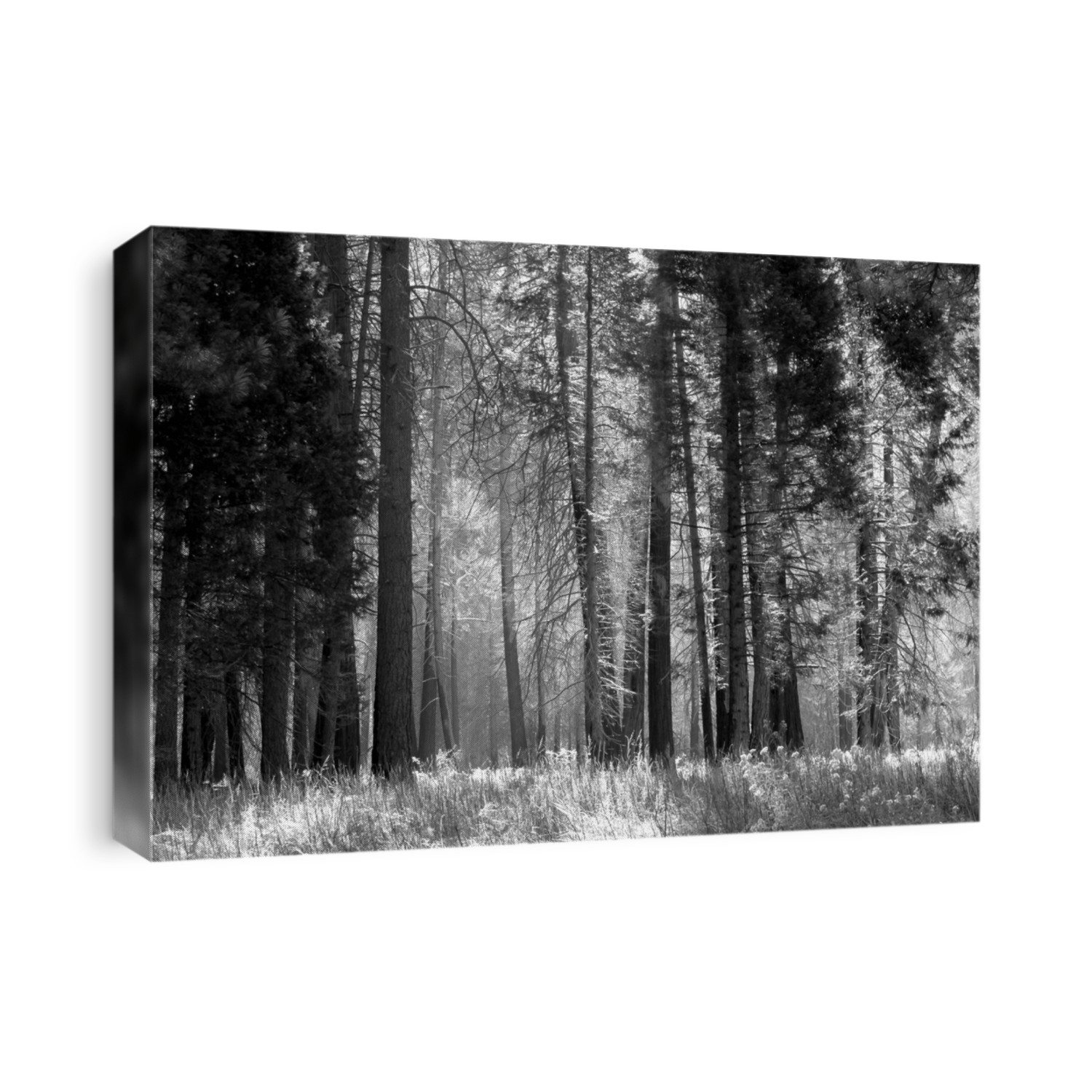 Black and white image of a forest with mist filtering through the trees