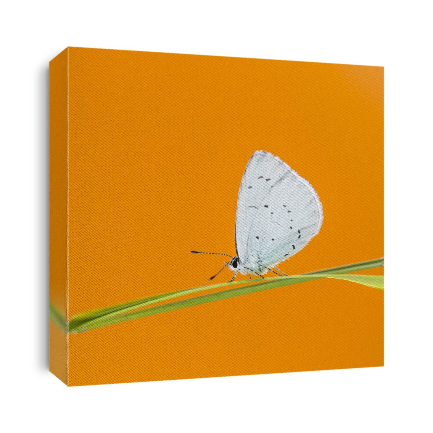 holly blue, Celastrina argiolus, on a blade of grass in front of an orange background